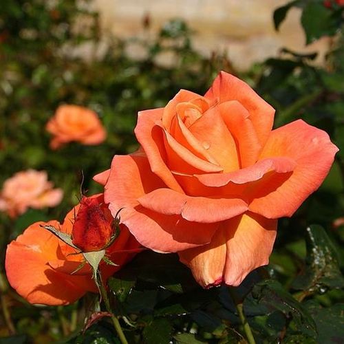 Rosa Mamma Mia!™ - naranja - Árbol de Rosas Floribunda - rosal de pie alto- forma de corona tupida